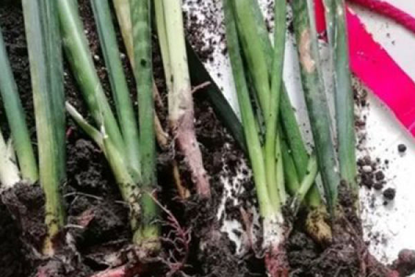 soil