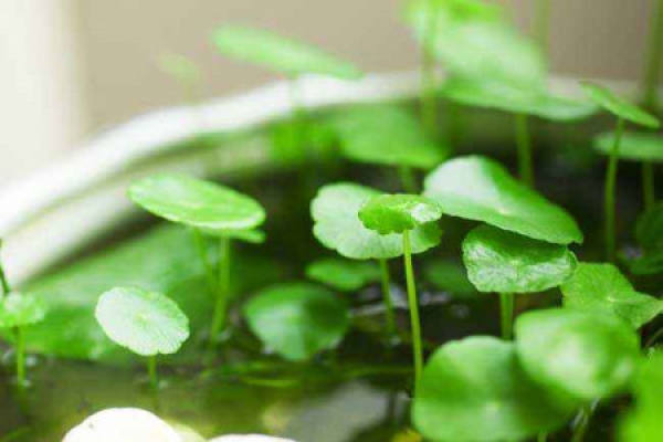 Herba Lysimachiae Christinae