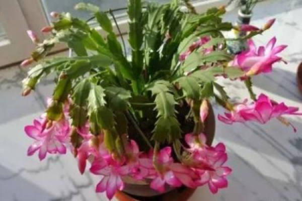 Zygocactus japonicus