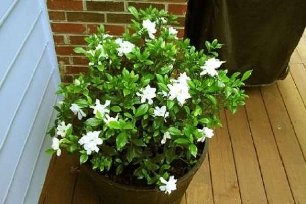 Gardenia