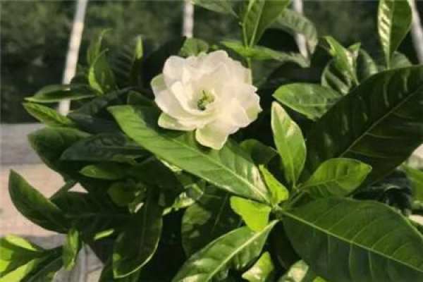 Gardenia