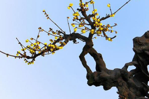 Wintersweet