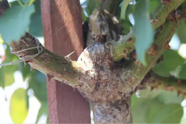 Chinese rose Chinese rose