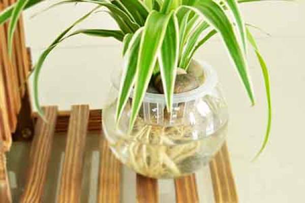 Chlorophytum comosum