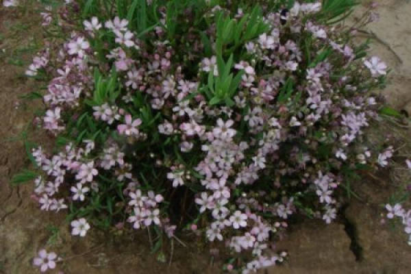 Gypsophila paniculata