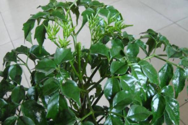 emerald tree