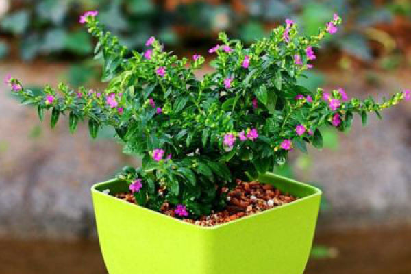 Gypsophila paniculata