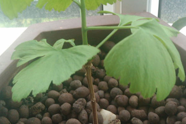 Ginkgo