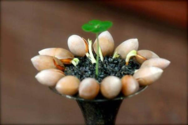 seed