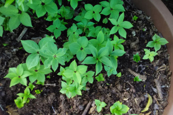 Paris polyphylla