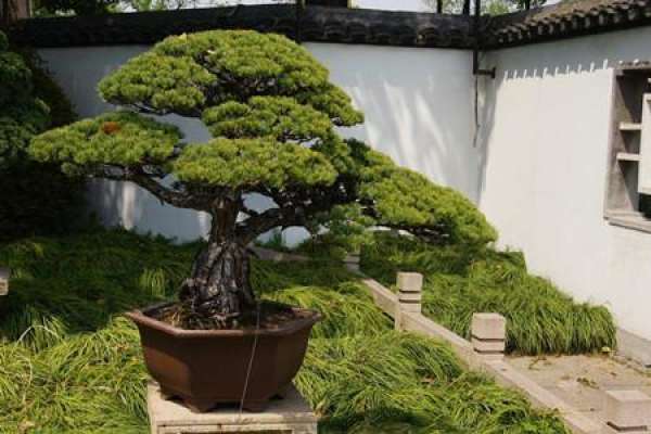 Boxwood