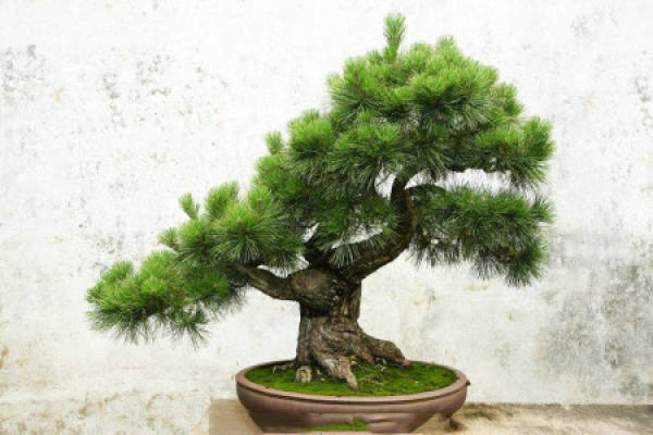 Pine tree