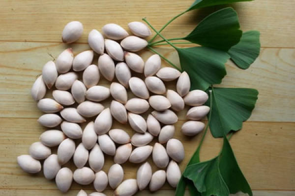 ginkgo