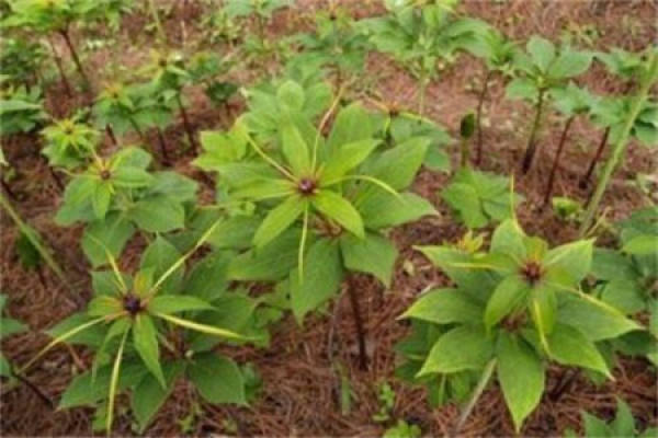 Paris polyphylla
