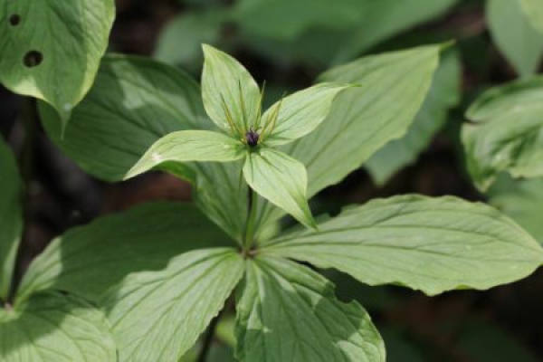 Paris polyphylla