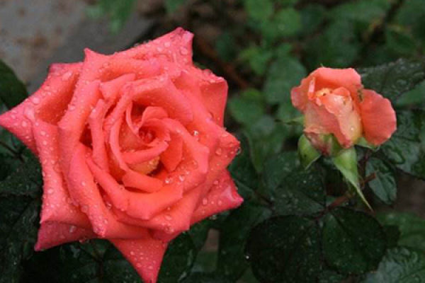roses