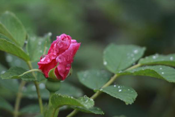 Roses