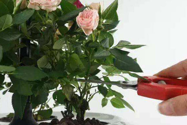 roses
