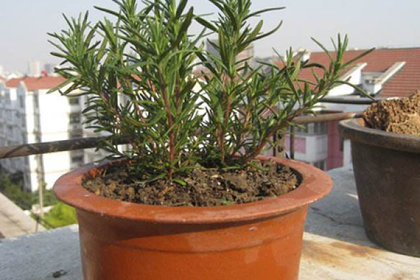 rosemary