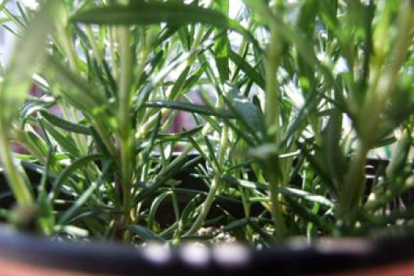 Rosemary