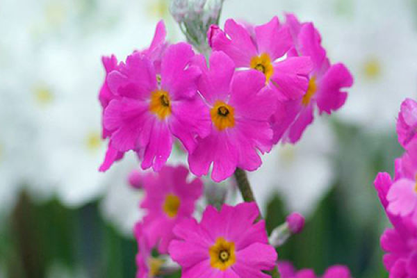 Primrose