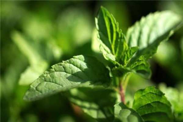 peppermint