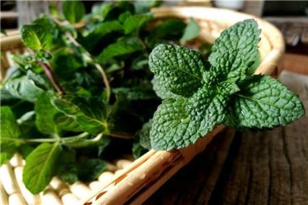 peppermint