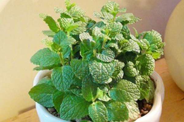 Peppermint