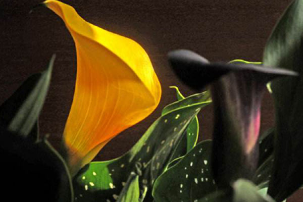 Colorful Zantedeschia