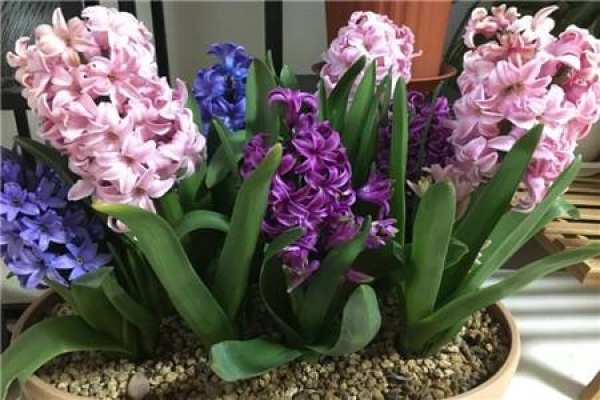 hyacinth