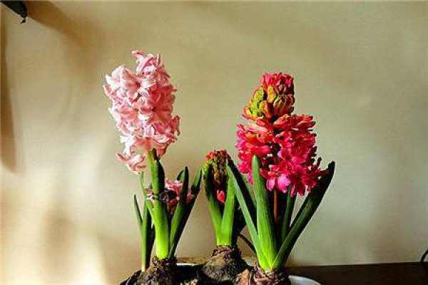 Hyacinth