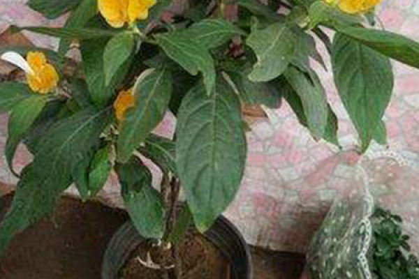 golden tower flower