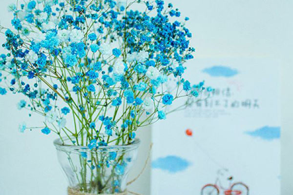 Gypsophila paniculata