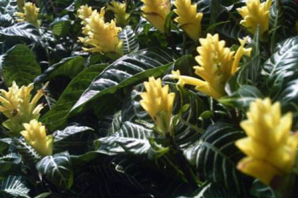 Golden Pagoda Flower