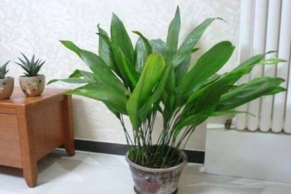 Folium Platyphylli