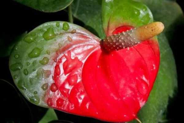 Anthurium
