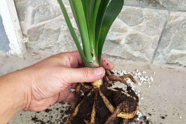 Clivia miniata