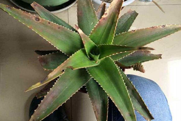 Aloe