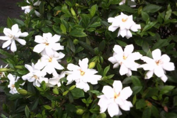 Gardenia