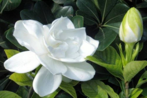 Gardenia