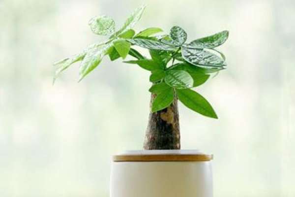 Money Tree