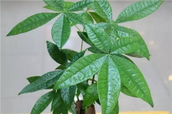 Money Tree