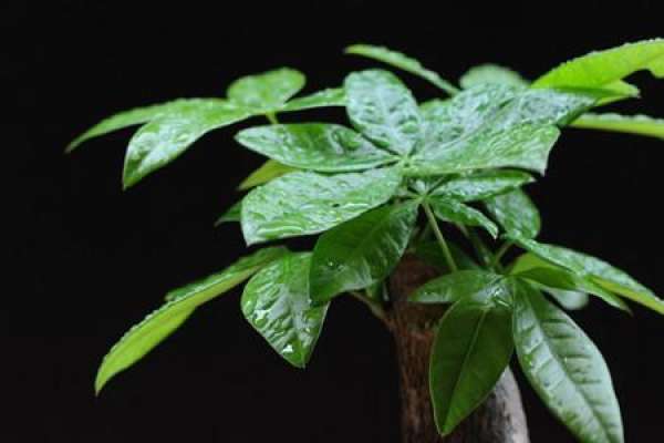 Fortune Tree