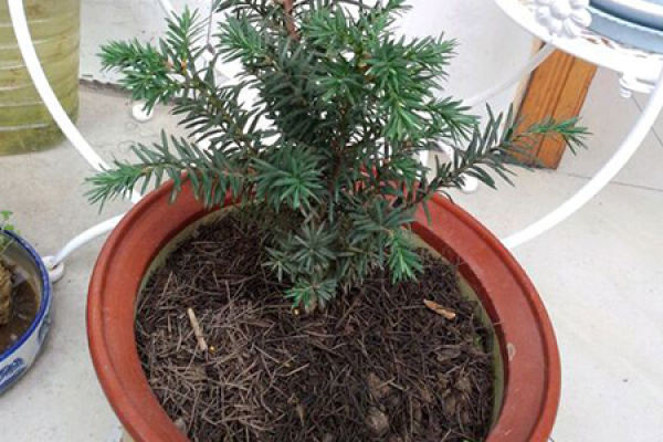 Taxus chinensis
