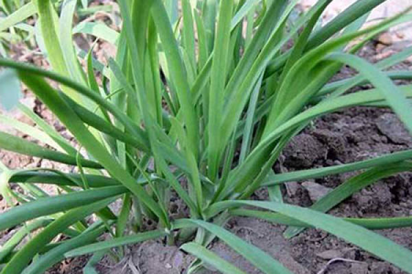 leek