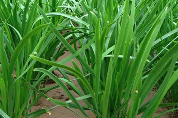 Chinese chives
