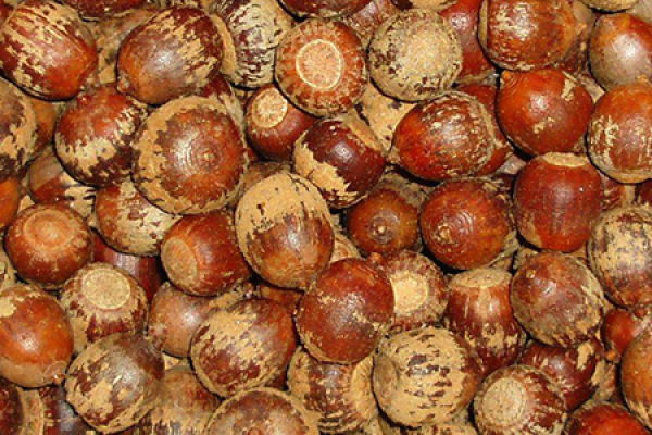Oak Tree Seed