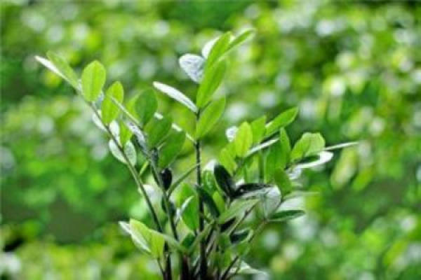 Ficus pandurata