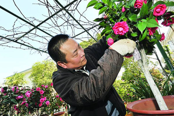 Camellia