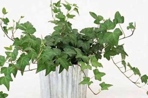 Ivy